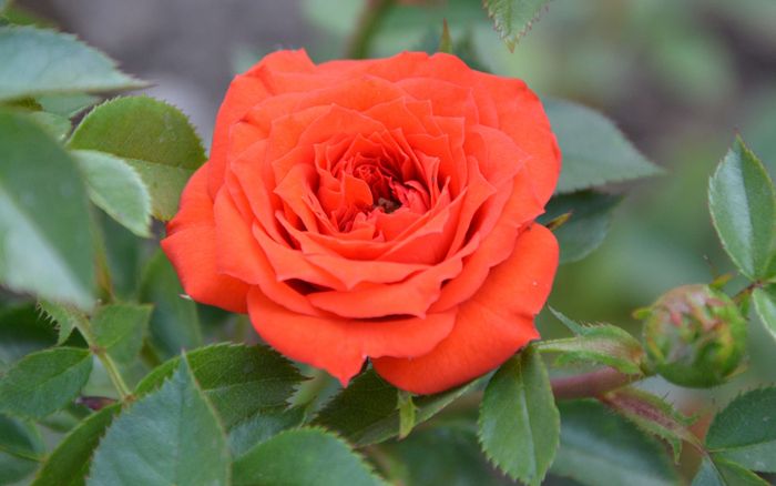 Оранж Джувел (Orange Juwel)