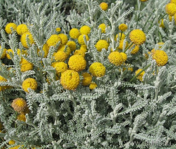 Сантоліна серебриста