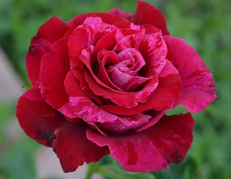 Крейзі Ван (Rose Crazy One)