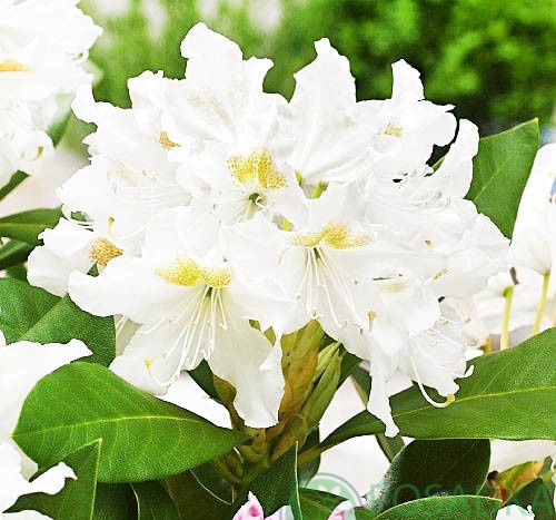 Азалія Нене(Nene) 3 річна