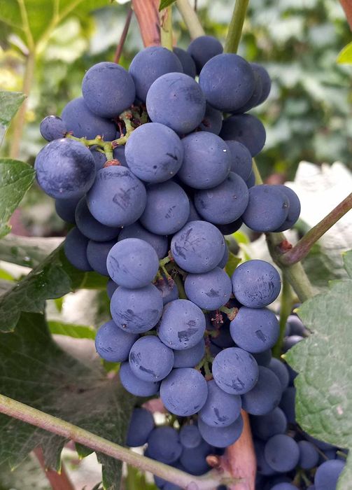 Каберне Кортіс