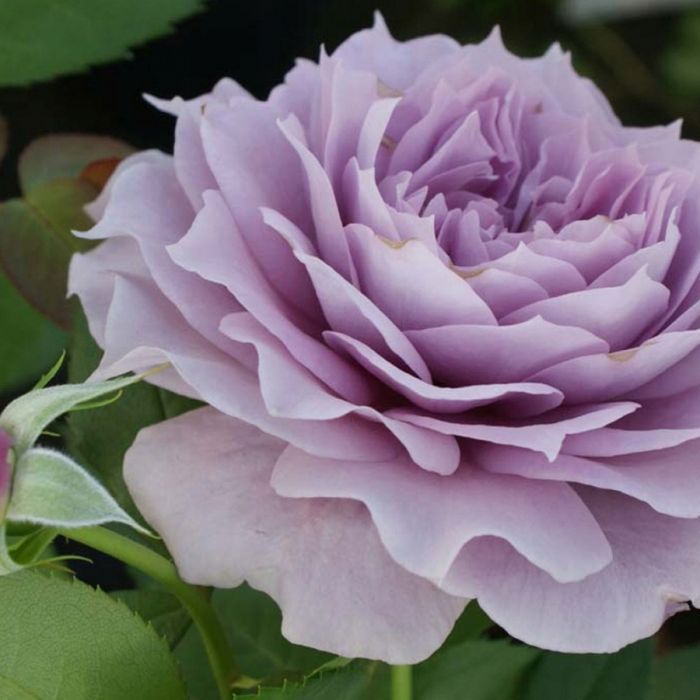 Новаліс (Novalis)