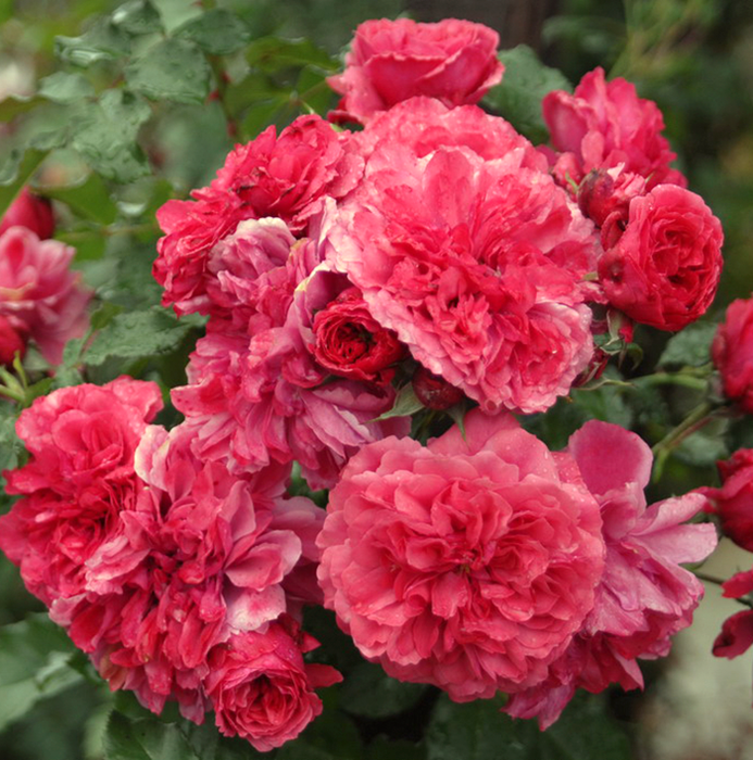 Розаріум Ютерсен (Rosarium Uetersen)