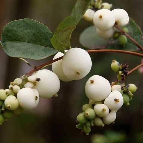 Сніжноягідник білий