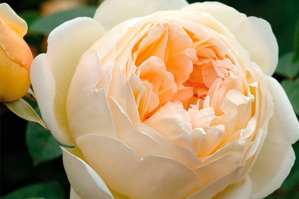 Джуд зе Обскур (Jude the Obscure)