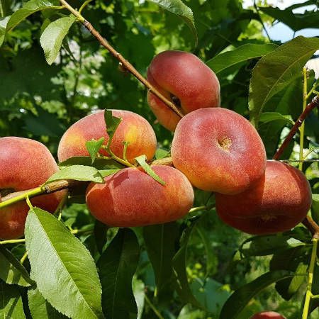 Інжирний Сатурн (середній)