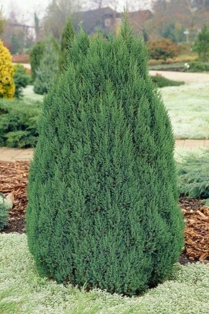 Ялівець китайський Стрікта C2