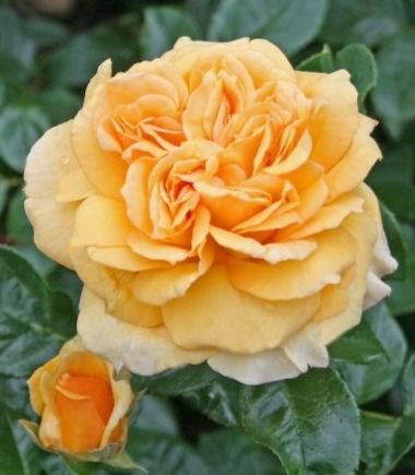 Софія Ренесанс 