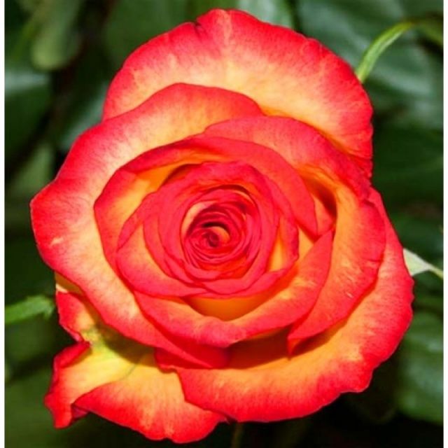 Утопія (Utopia)