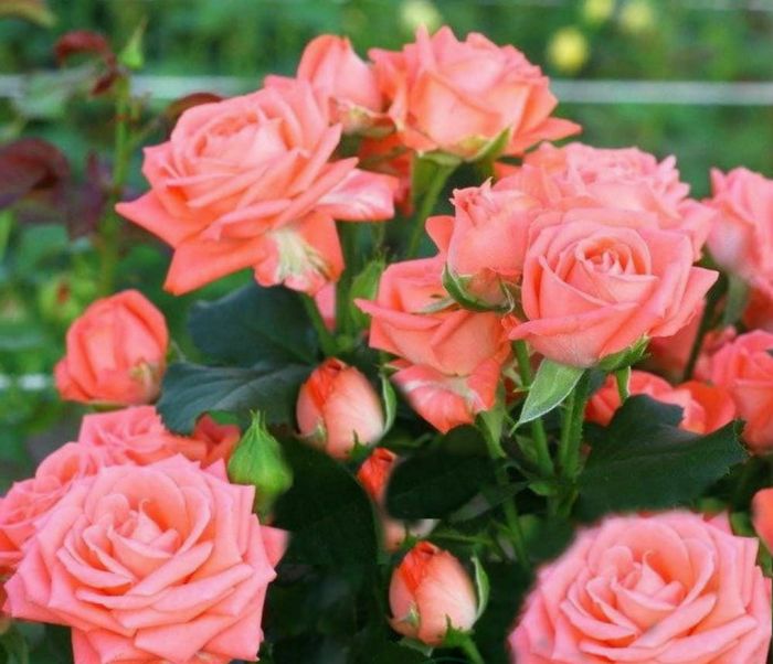 Барбадос (Barbados)