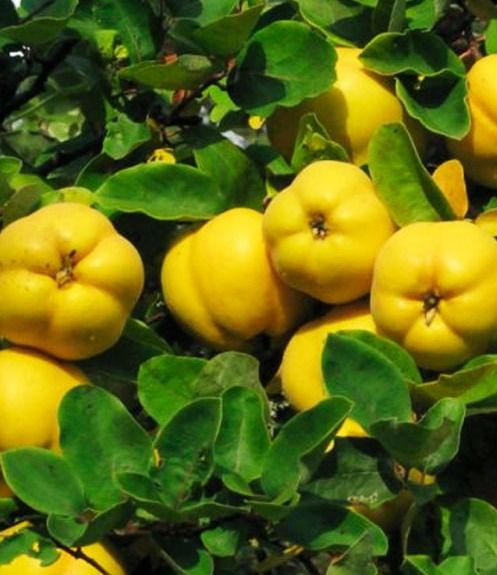 Золото Скіфів (рання)