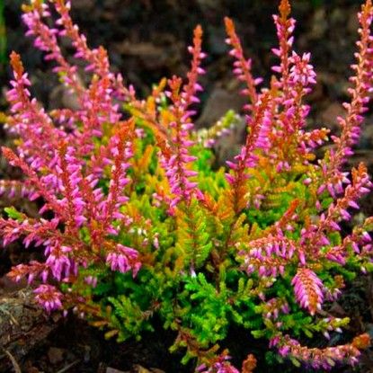 Боніта (Bonita)