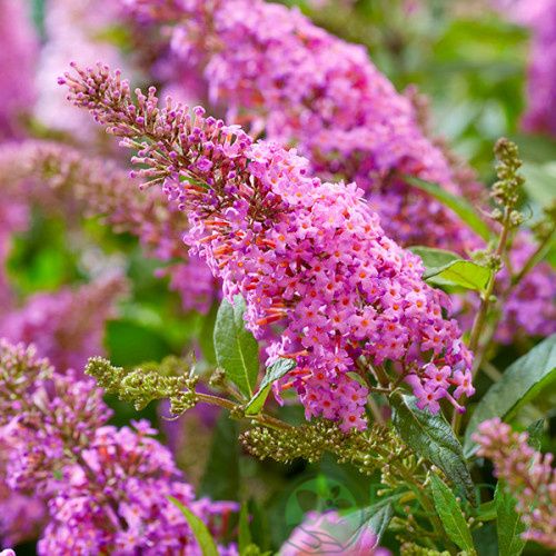 Buddleja Butterfly Candy Little Pink