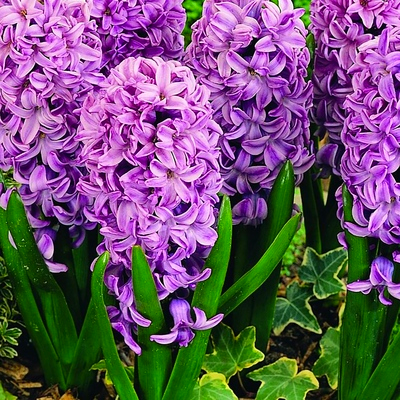 Гіацинт Splendid Cornelia 14/15