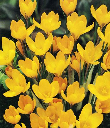 Крокус великоквітковий Yellow р9