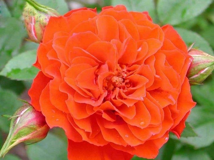 Оранж Бебіфлор (Orange Bebyflor)