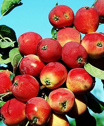 Райське  яблуко