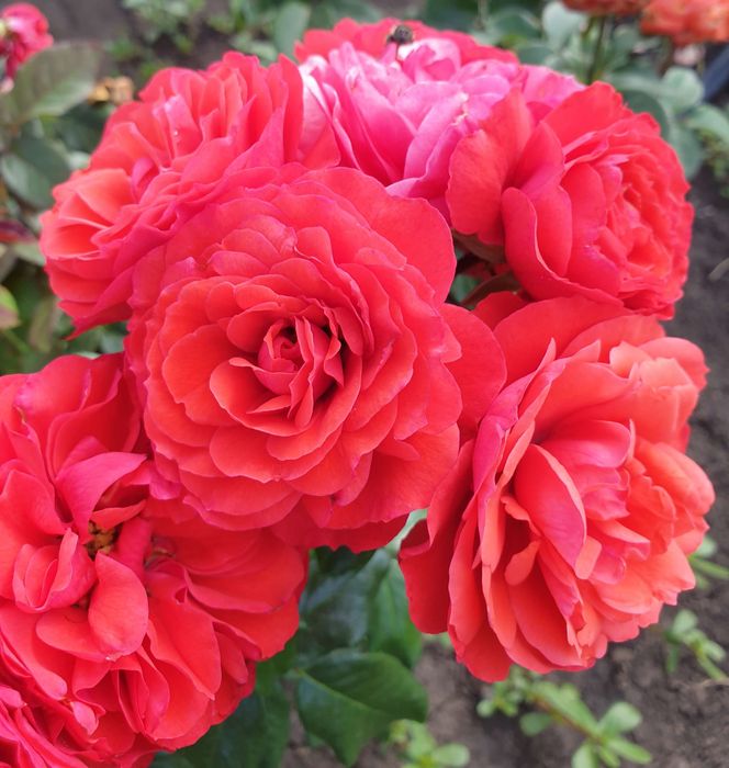 Черрі Герл (Cherry girl)