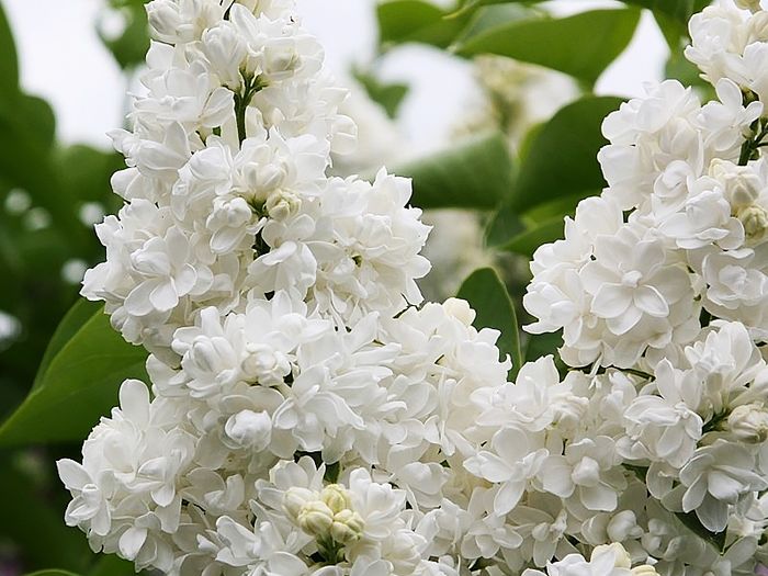 Бузок Monique Lemoine