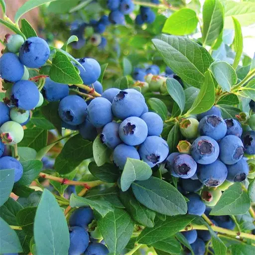 Ерлі Блю (Early Blue)