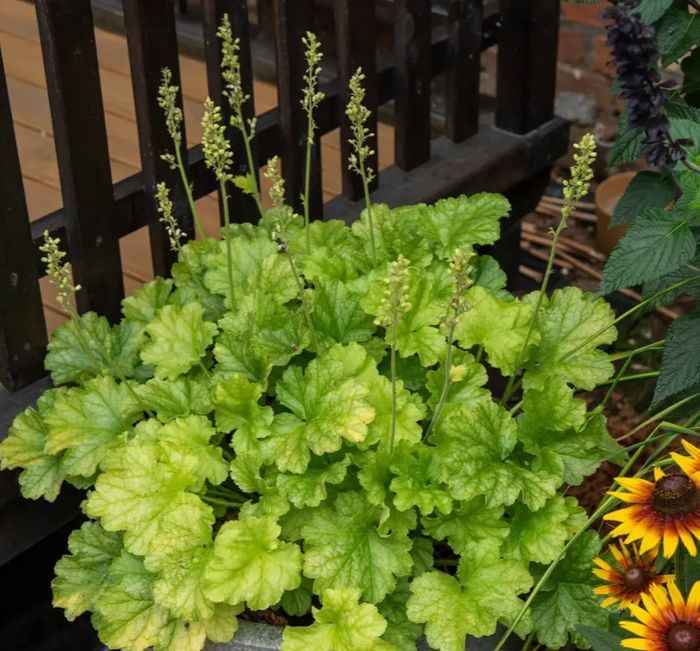 Гейхера Lime Americano