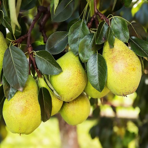 Кюре 2х річка