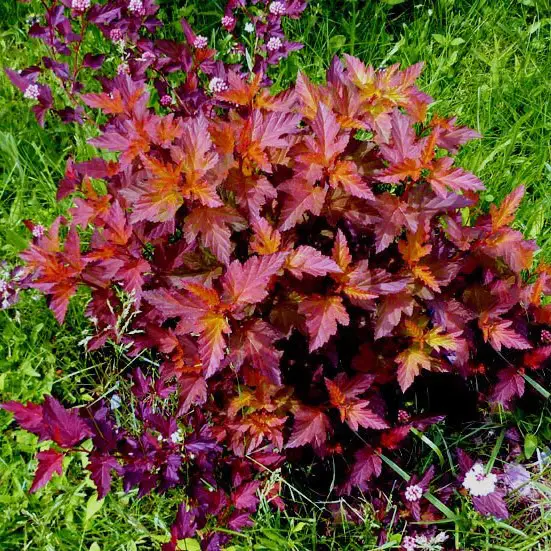 Пухироплідник калинолистий Самер Вайн (Summer Wine)