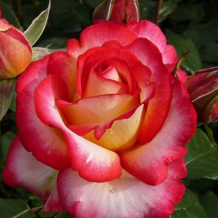 Лео Ферре (Leo Ferre)