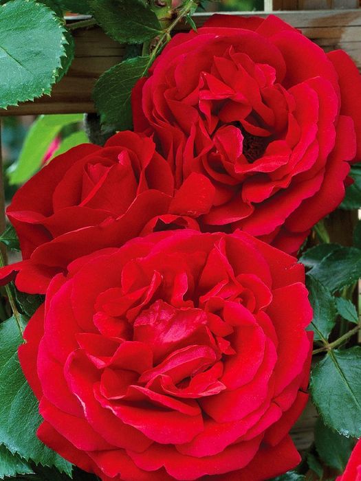 Холланд Ред (Holland Red)