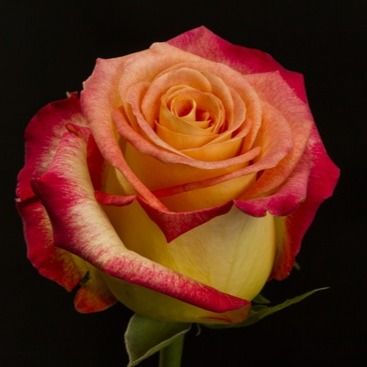 Френдлі (Friendly)