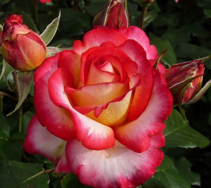 Лео Ферре (Rose Leo Ferre)