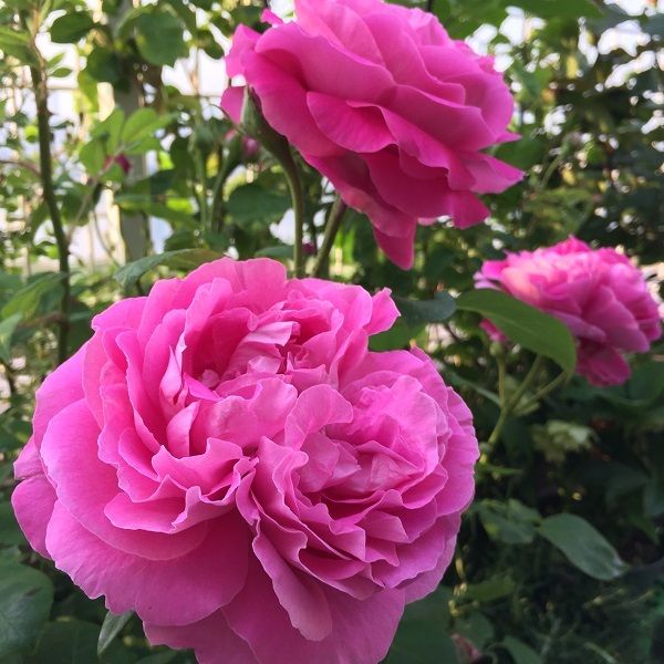 Поль Нейрон (Paul Neyron)