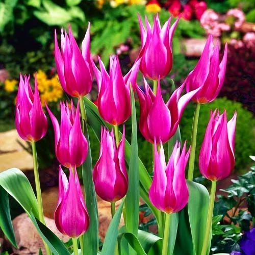 Тюльпан лілієвидний Maytime (Мэйтайм) 10/11