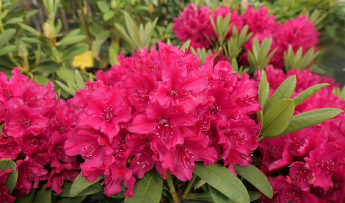 Неон Кіс (Neon Kiss) (2х річка)