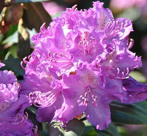 Альфред (Alfred)3 річні