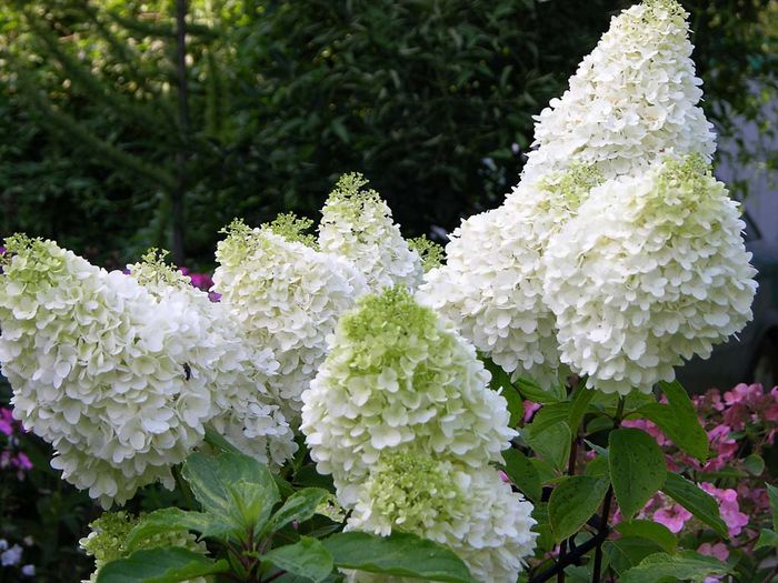 Гортензія волотиста Бобо (Hydrangea paniculata Bово)