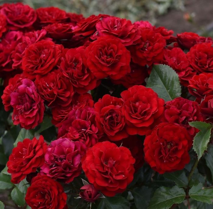 Торнадо (Tornado)