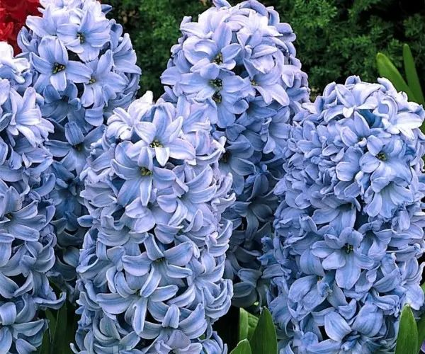 Гіацинт Delft Blue (Дельф Блю) р9