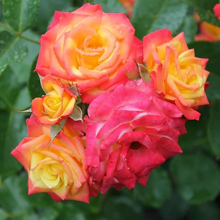 Тропікал Клементин (Tropical Clementine)