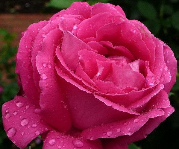 Висоцького або Венроза (Venrosa)