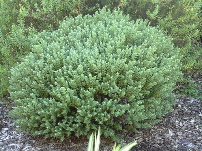 Саджанець хебе Topiaria 0.5 л