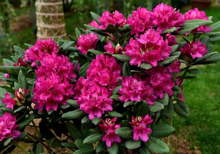 Доктор Дрессельхус (Dr H. C. Dresselhuys) (2х річка)