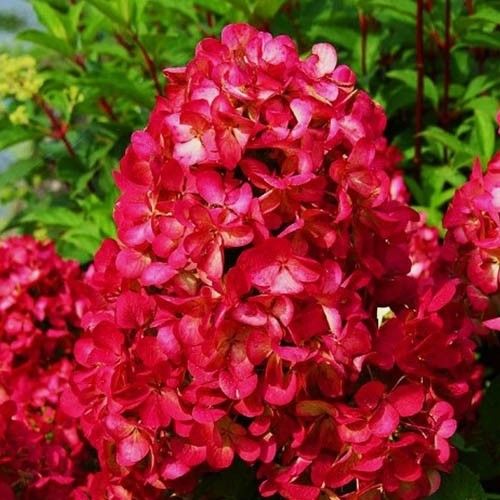 Гортензія Діамант Руж ( Hydrangea «Diamant Rouge»)