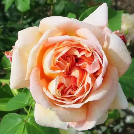  Алхіміст Alchymist