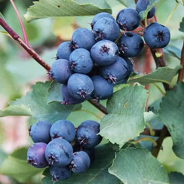 Ірга Мартін 2 річна