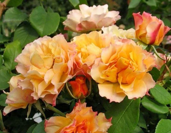 Текіла (Tequila)