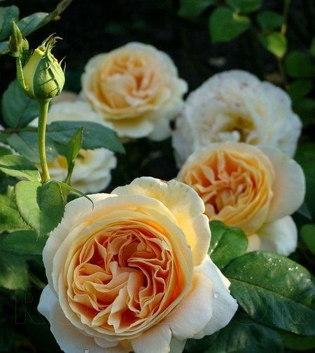 Канделайт (Candlelight)