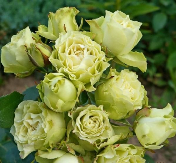 Лувіана (Luviana)