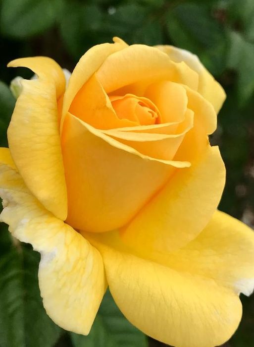 Мікеланджело