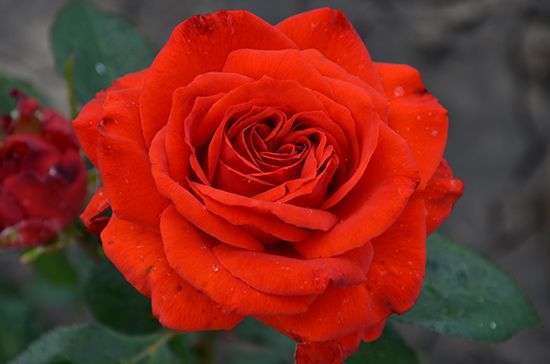 Франсуа Рабле. (Francois Rabelais)